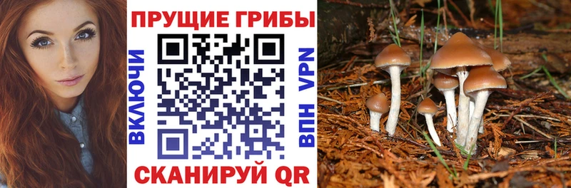 где купить наркоту  Тайшет  сайты даркнета клад  Галлюциногенные грибы ЛСД 